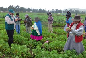 Senasa fortalece inocuidad agroalimentaria en comunidades altoandinas de Andahuaylas