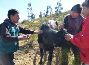 Senasa vacunará más de 70 mil bovinos contra carbunco sintomático en Apurímac