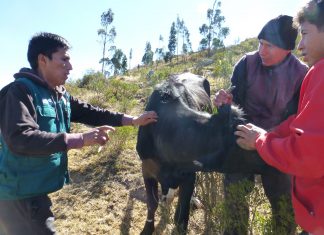 MINAGRI vacunará más de 70 mil bovinos contra carbunco sintomático en Apurímac