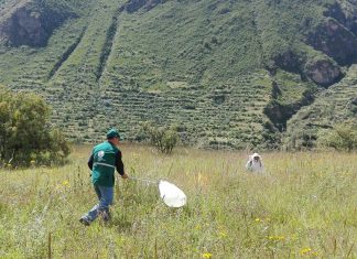 Cotabambas: Bajo control plaga de langostas en zonas de intenso frío