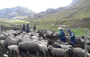 Senasa atiende a 925 ovinos en zonas altoandinas de Apurímac