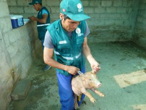 Senasa vacunó a más de 19 mil cerdos contra la PPC en Apurímac