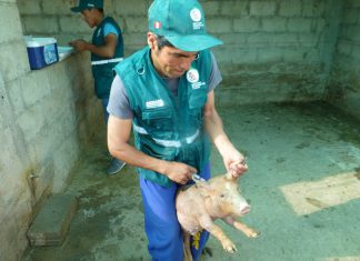 Apurímac: Permanentes campañas de vacunación para erradicar la peste porcina