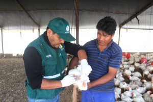 Senasa - Más de 1500 aves serán evaluadas en monitoreo preventivo de influenza aviar