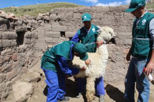 Senasa supervisa campaña de prevención y control de sarna en alpacas