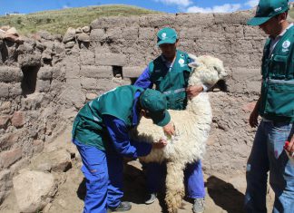 Arequipa: Senasa supervisa campaña de prevención y control de sarna en alpacas