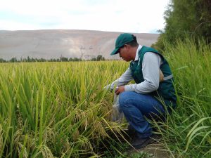 Senasa evalúa cultivos de arroz en el Valle de Tambo