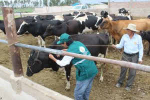 Senasa y MEF buscan mejorar sanidad animal en zonas rurales