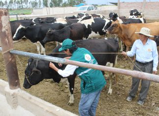 Arequipa: Senasa y MEF buscan mejorar sanidad animal en zonas rurales