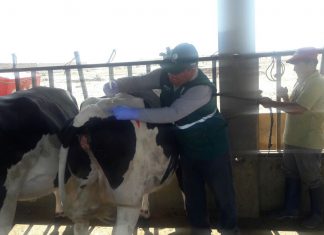 Más de 100 mil productores se beneficiarán con asistencia técnica en sanidad animal