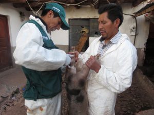 Senasa - Vacunación contra Peste Porcina Clásica registra avance de 56%