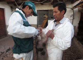 Cusco: Vacunación contra Peste Porcina Clásica registra avance de 56%