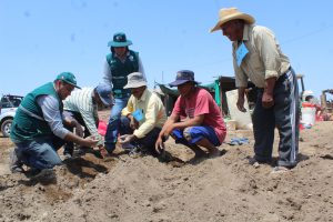 Senasa participa de actividades por Día Nacional de la Papa