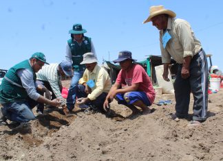 Arequipa: Senasa participa de actividades por Día Nacional de la Papa