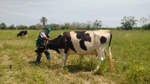 Senasa y expertos internacionales buscan control progresivo del gusano barrenador