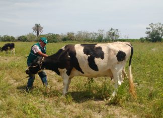 Senasa y expertos internacionales buscan control progresivo del gusano barrenador