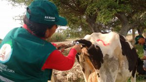 Senasa realiza más de cuatro mil pruebas para descartar enfermedades zoonóticas