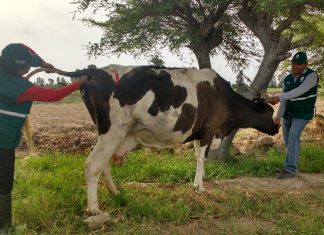 Ica: Senasa realiza más de cuatro mil pruebas para descartar enfermedades zoonóticas