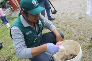 Senasa y pobladores buscan reducir incidencia de caracol gigante africano en Selva Central