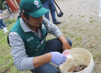 Senasa y pobladores buscan reducir incidencia de caracol gigante africano en Selva Central