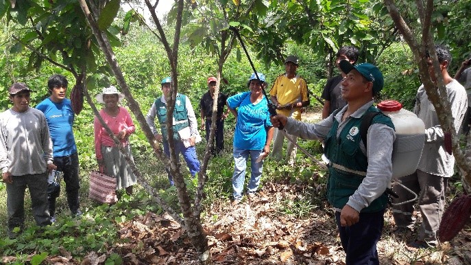 Senasa - Charlas demostrativas del Senasa a productores de copoazú, cacao y naranja