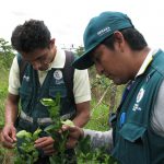 Senasa – Monitoreo de cultivo de limon en sectores de frontera