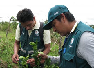 Senasa: Vigilancia en la frontera norte del Perú para prevenir ingreso del HLB