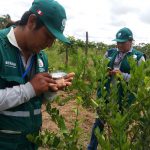 Senasa – Monitoreo de cultivo de limon en sectores de frontera del Perú