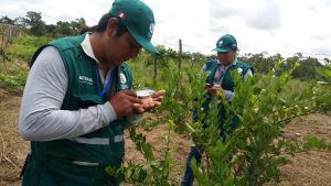 Senasa - Monitoreo de cultivo de limon en sectores de frontera del Perú