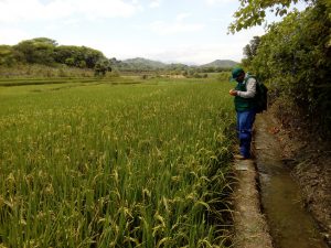 Senasa - Monitoreo preventivo en Piura para detectar plagas en el cultivo de arroz