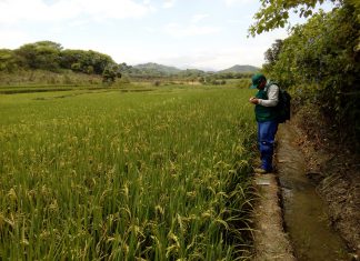 Senasa: Monitoreo preventivo en Piura para detectar plagas en el cultivo de arroz