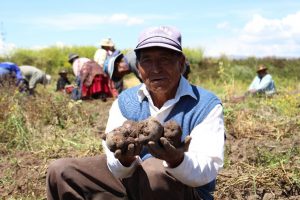 Senasa - Cosecha de ECA en Puno produce tubérculos sanos