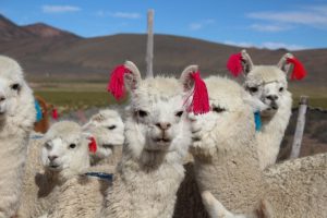 Desparasitación masiva de animales de abasto en campaña preventiva por heladas