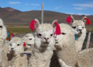 Puno: Desparasitación masiva de animales de abasto en campaña preventiva por heladas