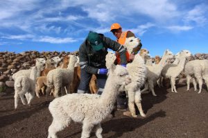 Senasa - Jornada de prevención zoosanitaria ante bajas temperaturas en Puno
