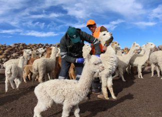 Senasa: Jornada de prevención zoosanitaria ante bajas temperaturas en Puno