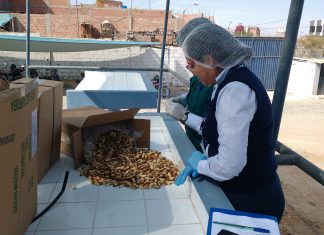 Tacna: Senasa certifica ocho toneladas de nuez seca para su exportación a Brasil