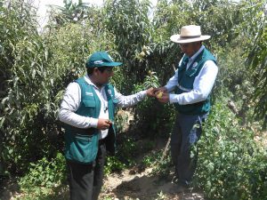Senasa - Inspección fitosanitaria de predios seleccionados en Tacna para la prevención de plagas