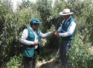 Inspección fitosanitaria de predios seleccionados en Tacna para la prevención de plagas