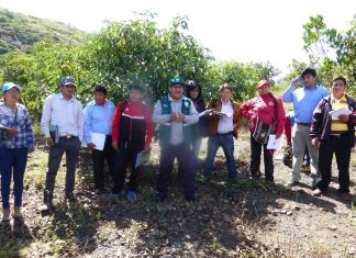 Senasa: Conocimiento en sanidad agraria se transmite a municipios