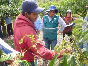 Senasa - Implementación de Meta 36 beneficiará a 50 mil productores