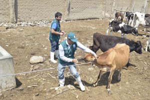 Senasa - Más de 700 animales atendidos en zonas afectadas por huaicos