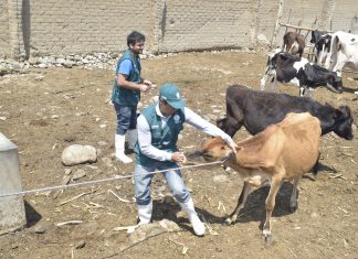La Libertad: Más de 700 animales atendidos en zonas afectadas por huaicos