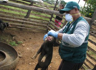 Tumbes: MINAGRI resguarda sanidad pecuaria en distrito de Casitas