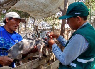 Ica: Senasa organiza II Seminario de Actualización en Enfermedades Porcinas