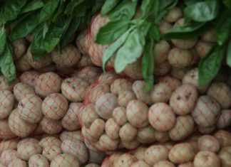 Gestión – Minagri: Perú se consagra como principal productor de papa en Latinoamérica