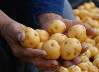 Agraria.pe – Agrodata: Estados Unidos es el principal comprador de papa amarilla congelada de Perú