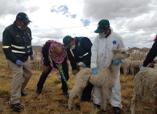Agro Rural – Minagri inicia acciones contra las heladas y el friaje en Huánuco y Puno