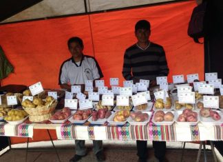 Agro Rural: festival de papa amarilla muestra más de 1,000 variedades del tubérculo