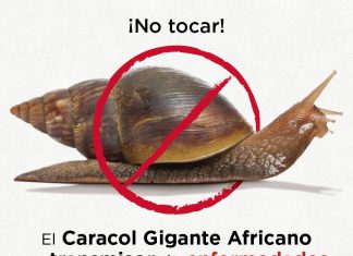 Hospital Cayetano Heredia apoya recomendación del Senasa para el caracol gigante africano